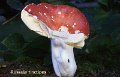 Russula tinctipes-amf1635
